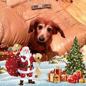 Meet your Posher, Frank